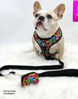 Adjustable Dog Leash - Black with multi-colored graffiti harness worn by cute fawn colored Frenchie Bulldog against a solid white background with black leash and graffiti poop bag holder attached - Wag Trendz