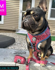 Adjustable Dog Leash - French Bulldog wearing Red Bandana Boujee Harness with leash attached and Denim Accents - sitting outdoors with a brown house in background - Wag Trendz