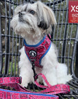 Adjustable Dog Leash - Shih Tzu mix wearing Red Bandana Boujee Harness Vest with matching Leash attached and Denim Accents - sitting outdoors in a black chair - Wag Trendz