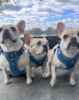 Denim Dog Harness - Reflective and No Pull - French Bulldogs wearing Downtown Denim Dog Harnesses with reflective accents sitting outdoors on a gray patio with a pool in the background and big blue sky with white puffy clouds - Wag Trendz
