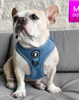 Denim Dog Harness - Reflective and No Pull - French Bulldog wearing Downtown Denim Dog Harness with reflective accents sitting outdoors on a gray couch with an ivory stone wall in background - Wag Trendz