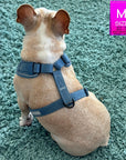 Denim Dog Harness - Reflective and No Pull - French Bulldog wearing Downtown Denim Dog Harness with reflective accents sitting on teal carpet showing the backside of the harness - Wag Trendz