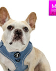 Denim Dog Harness - Reflective and No Pull - French Bulldog wearing Downtown Denim Dog Harness with reflective accents - against solid white background - Wag Trendz