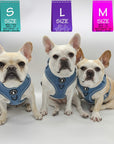 Denim Dog Harness - Reflective and No Pull - French Bulldogs wearing Downtown Denim Dog Harnesses with Reflective Accents - against solid white background - Wag Trendz