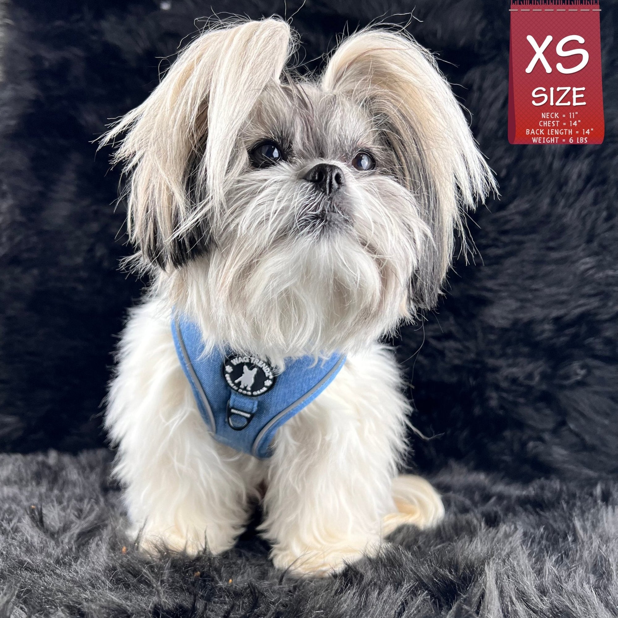 Denim Dog Harness - Reflective and No Pull - Shih Tzu wearing Downtown Denim Dog Harness with reflective accents sitting on a black carpet showing the frontside of the harness - Wag Trendz