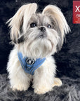 Denim Dog Harness - Reflective and No Pull - Shih Tzu wearing Downtown Denim Dog Harness with reflective accents sitting on a black carpet showing the frontside of the harness - Wag Trendz