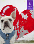 Denim Dog Harness - Reflective and No Pull - French Bulldog wearing Downtown Denim Dog Harness with Reflective Accents - background is a white and gray concrete wall with a big red heart - Wag Trendz