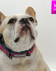 Dog Collar and Leash Set - French Bulldog wearing Bandana Boujee Hot Pink Reflective Dog Collar - against solid white background - Wag Trendz