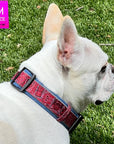 Dog Collar and Leash Set - French Bulldog wearing Bandana Boujee Red Reflective Dog Collar - outdoors in the green grass - Wag Trendz