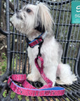 Dog Collar and Leash Set - Shih Tzu mix wearing Bandana Boujee Red Reflective Dog Collar and matching Adjustable Dog Leash - sitting outdoors in a black chair - Wag Trendz