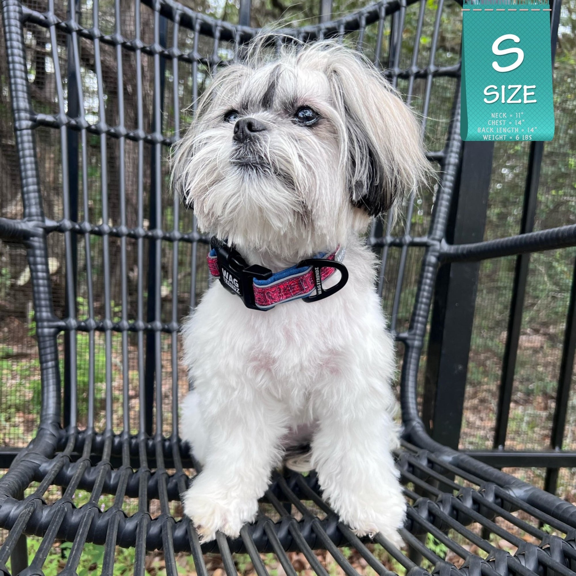 Dog Collar and Leash Set - Shih Tzu mix wearing Bandana Boujee Red Reflective Dog Collar - sitting outdoors on a black chair - Wag Trendz