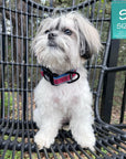 Dog Collar and Leash Set - Shih Tzu mix wearing Bandana Boujee Red Reflective Dog Collar - sitting outdoors on a black chair - Wag Trendz