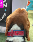 Dog Collar and Leash Set - Beagle wearing Bandana Boujee Red Reflective Dog Collar - outdoors in the green grass - Wag Trendz