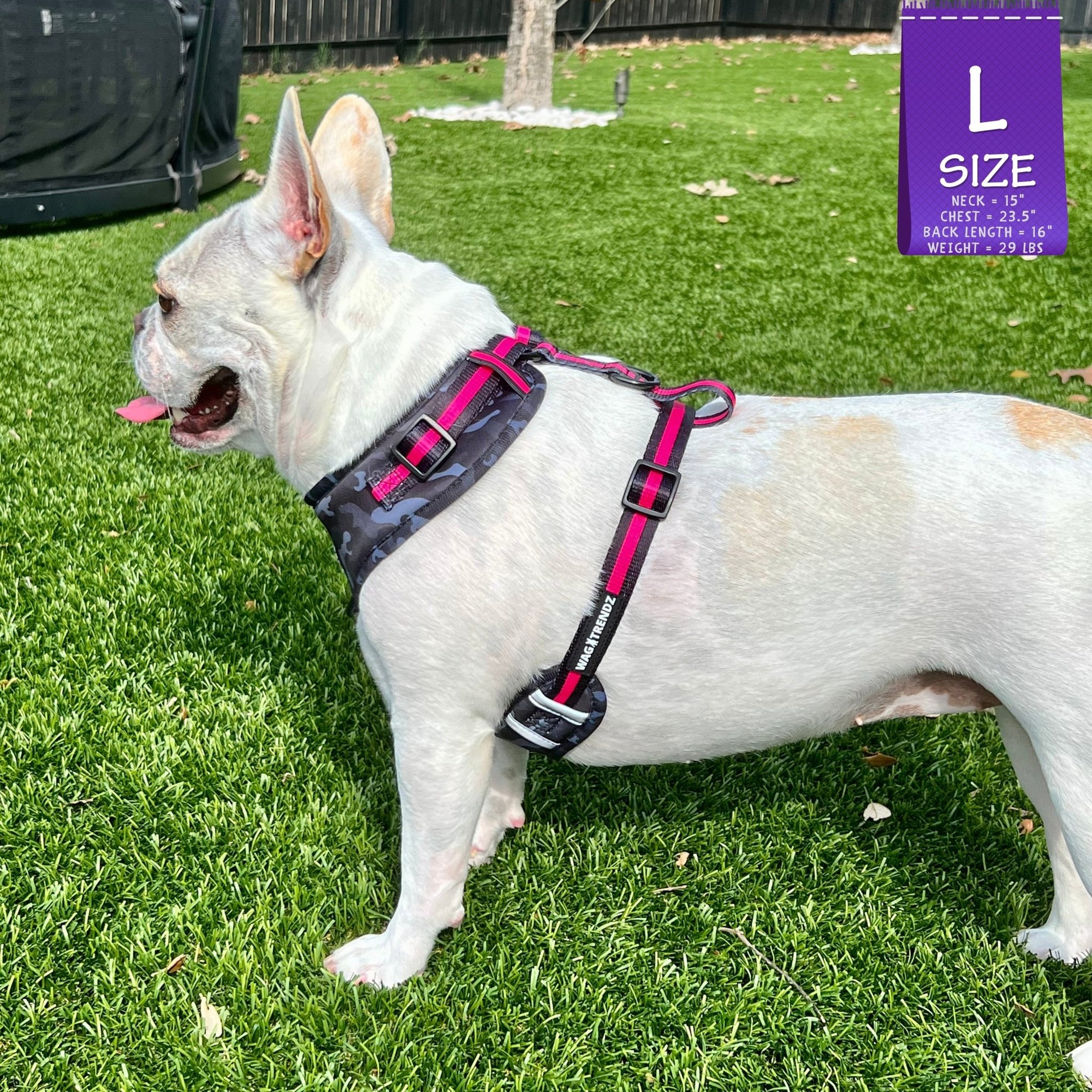 Dog Collar Harness and Leash Set - Frenchie wearing L Dog Adjustable Harness in black &amp; gray camo with hot pink accents - standing outdoors in the green grass - Wag Trendz