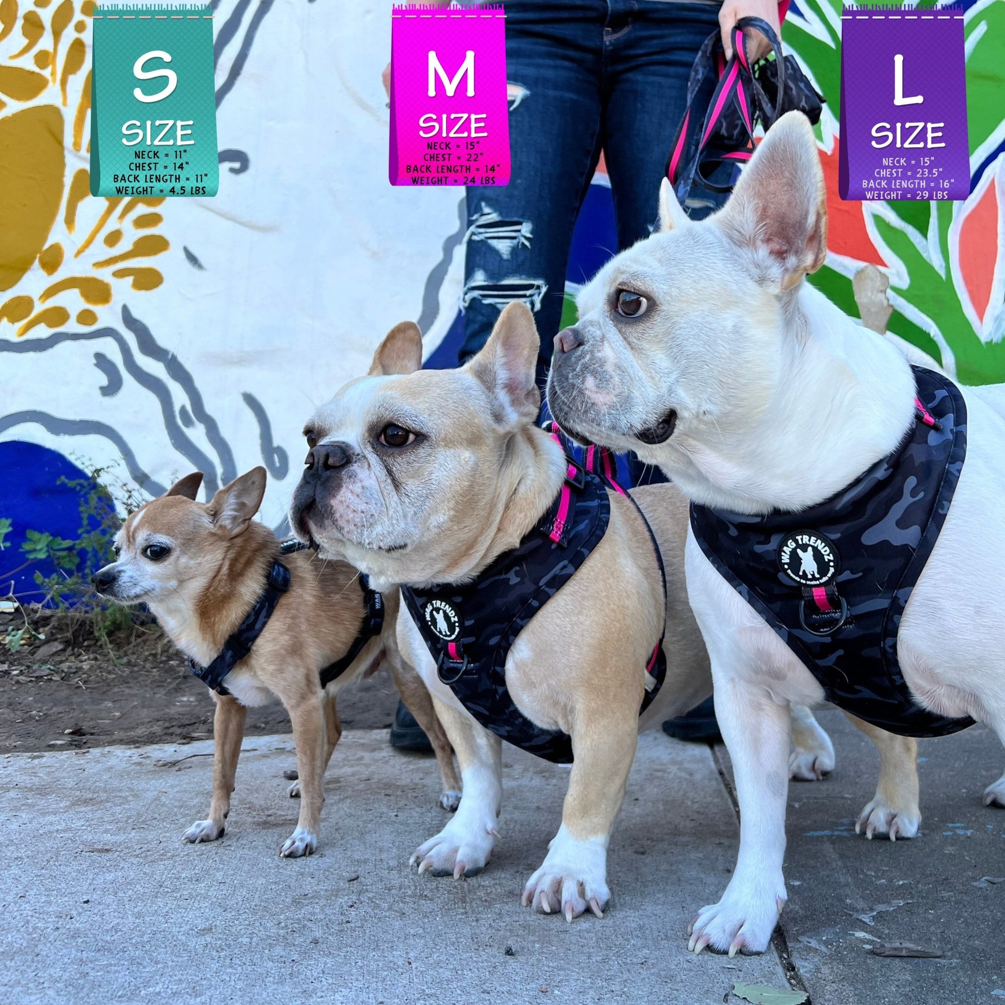 Dog Collar Harness and Leash Set - French Bulldogs and Chihuahua wearing Small, Medium and Large Dog Adjustable Harnesses with matching Dog Leashes and Poo Bag Holders in black &amp; gray camo with hot pink accents - with human and colorful Graffiti wall in background - Wag Trendz