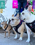 Dog Collar Harness and Leash Set - French Bulldogs and Chihuahua wearing Small, Medium and Large Dog Adjustable Harnesses with matching Dog Leashes and Poo Bag Holders in black & gray camo with hot pink accents - with human and colorful Graffiti wall in background - Wag Trendz