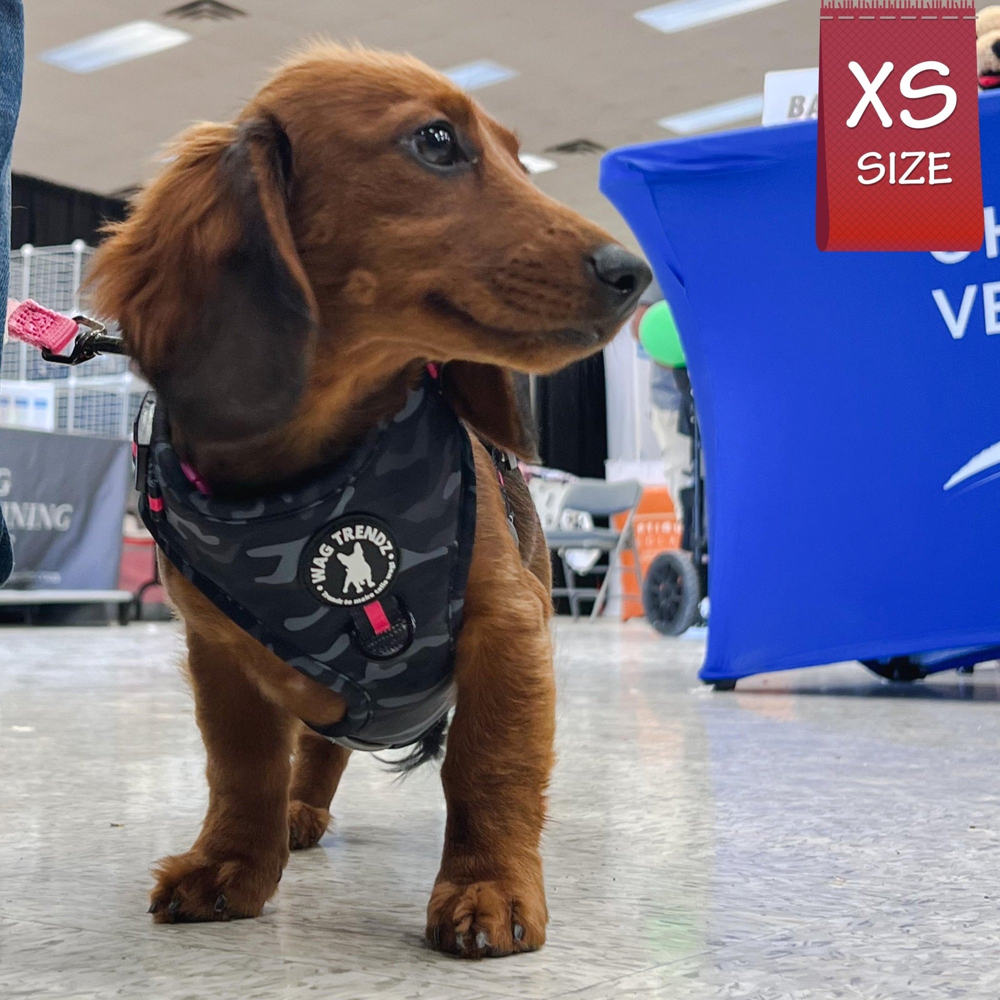 Dog Collar Harness and Leash Set - Dachshund wearing XS Dog Adjustable Harness in black &amp; gray camo with hot pink accents - standing indoors - Wag Trendz