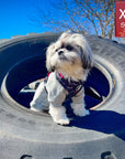 Dog Collar Harness and Leash Set - Shih Tzu mix wearing XS Dog Adjustable Harness in black & gray camo with hot pink accents - standing outdoors on a tire with blue sky - Wag Trendz