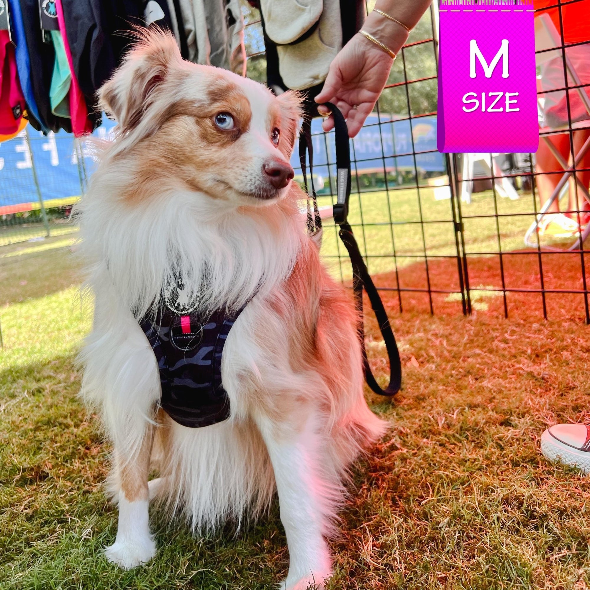 Dog Collar Harness and Leash Set - Mini Aussie Shepherd wearing Medium Dog Adjustable Harness in black &amp; gray camo with hot pink accents and solid Black Adjustable Dog Leash - sitting outdoors in the grass - Wag Trendz