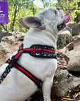 Dog Collar Harness and Leash Set - Frenchie Bulldog wearing Dog Adjustable Harness in black and white XO's with bold red stripe and matching Dog Leash - standing outdoors in the rocks - Wag Trendz
