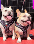 Dog Collar Harness and Leash Set - French Bulldog's wearing Medium and Large dog adjustable harnesses with matching leash attached in black and white XO's with bold red accents - sitting outdoors in front of a black and red wall - Wag Trendz