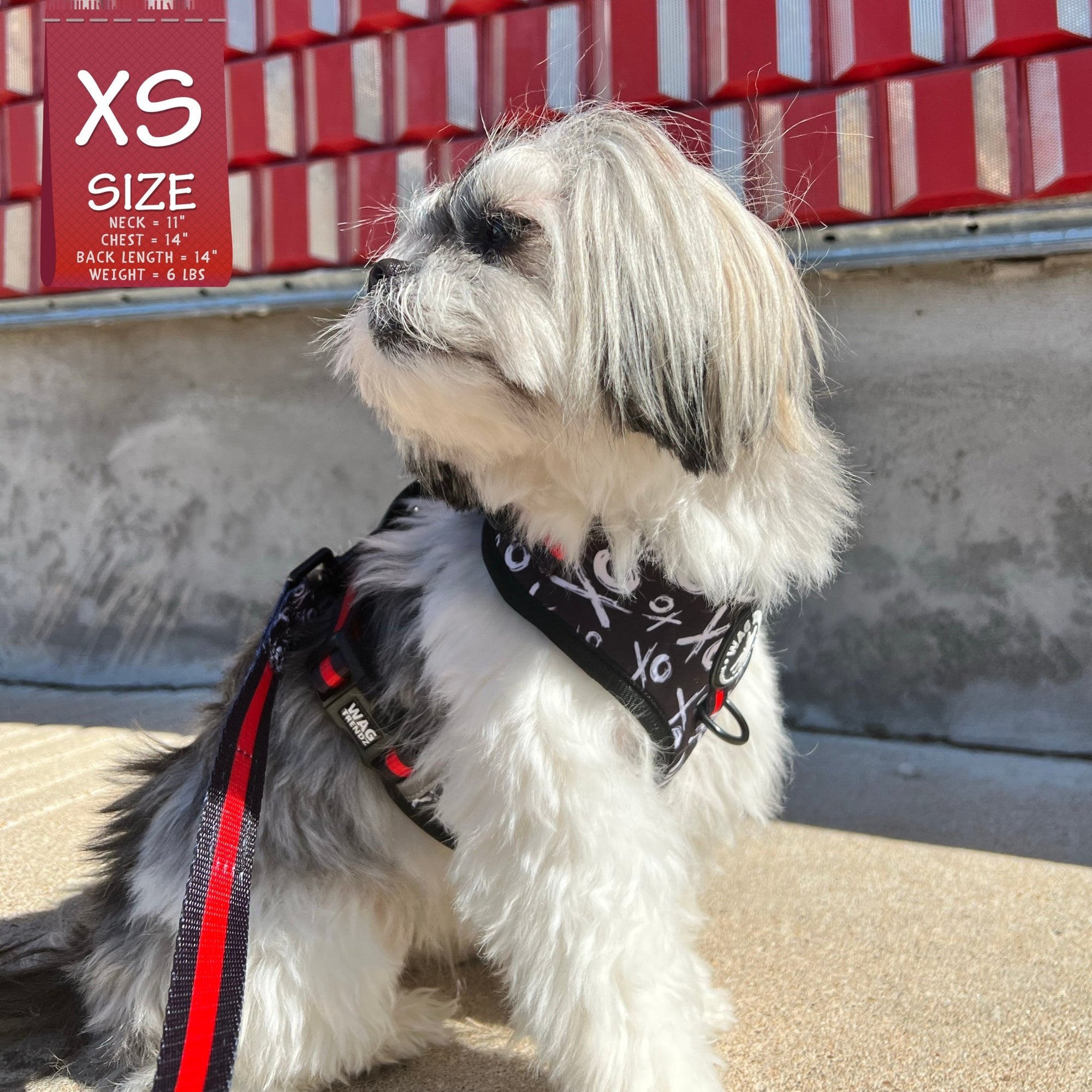 Dog Collar Harness and Leash Set - Small Dog wearing Dog Adjustable Harness in black and white XO&#39;s with bold red stripe and matching Dog Leash attached - sitting outdoors in front of a gray and red wall - Wag Trendz