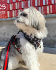 Dog Collar Harness and Leash Set - Small Dog wearing Dog Adjustable Harness in black and white XO's with bold red stripe and matching Dog Leash attached - sitting outdoors in front of a gray and red wall - Wag Trendz