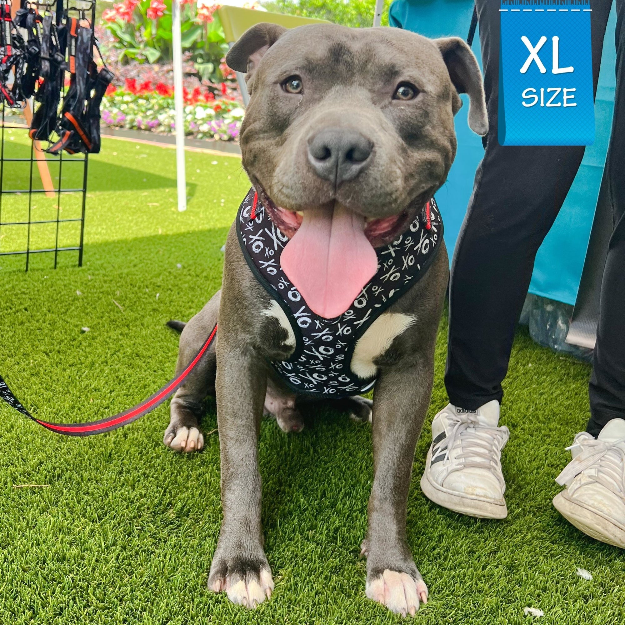 Dog Collar Harness and Leash Set - Pit Bull wearing Dog Adjustable Harness in black and white XO&#39;s with bold red accents and matching leash attached - sitting outdoors  in the grass - Wag Trendz