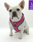 Dog Harness and Leash Set - French Bulldog wearing Bandana Boujee Dog Harness in Hot Pink with Denim Accents - against solid white background - Wag Trendz