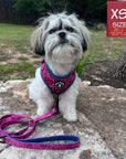 Dog Harness and Leash Set - Shih Tzu mix wearing Bandana Boujee Dog Harness with attached leash in Hot Pink with Denim Accents - sitting outdoors on a rock - Wag Trendz