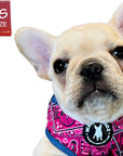 Dog Harness and Leash Set - French Bulldog Puppy wearing Bandana Boujee Dog Harness in Hot Pink with Denim Accents - against solid white background - Wag Trendz