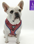 Dog Harness and Leash Set - French Bulldog wearing Bandana Boujee Dog Harness in Red with Denim Accents - against solid white background - Wag Trendz