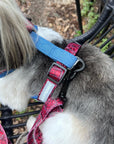 Dog Harness and Leash Set - Shih Tzu mix wearing Bandana Boujee Dog Harness with attached leash in Red with Denim Accents - sitting outdoors on a black chair - Wag Trendz