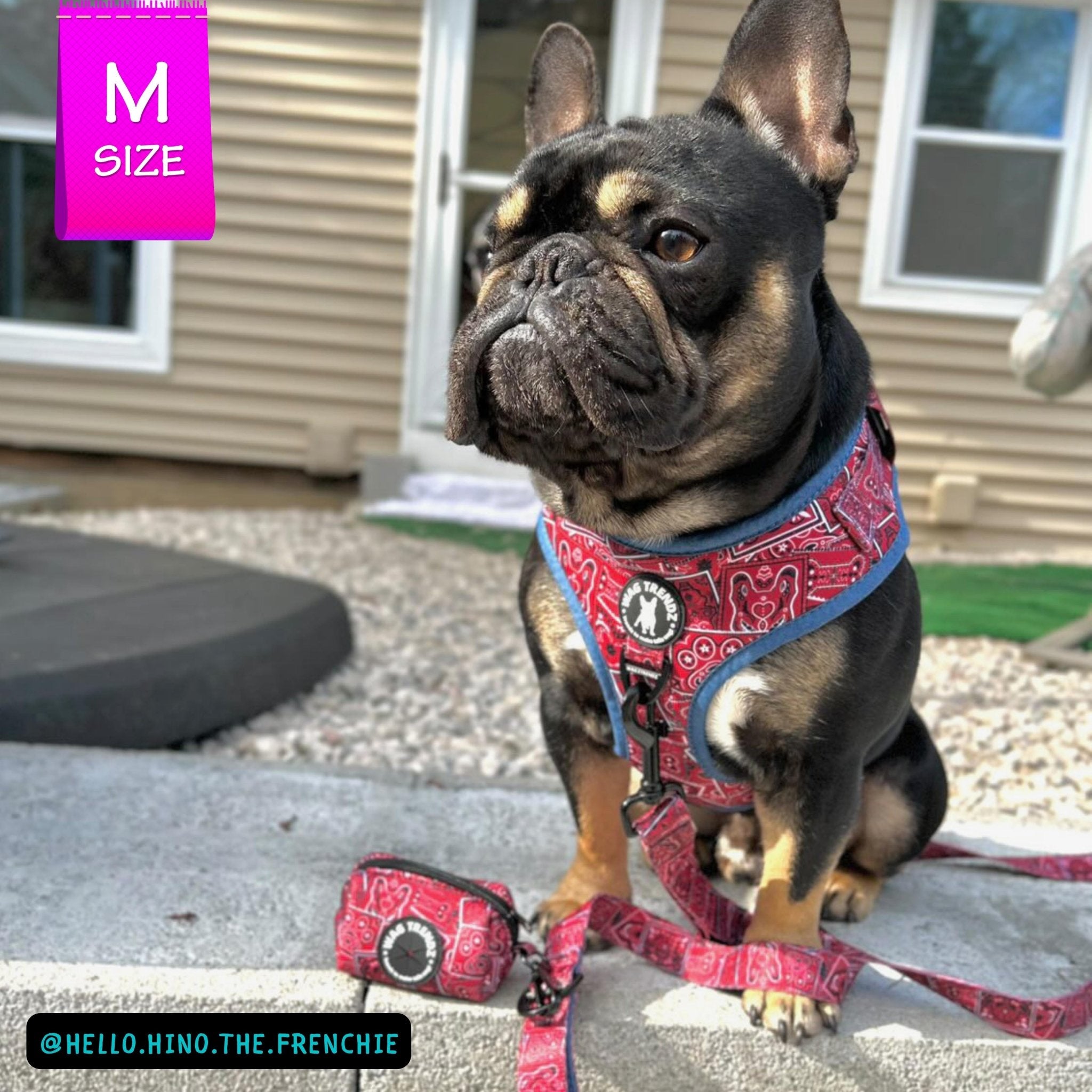 Chewie Vuitton Bow Tie Harness, and Lead – trendwoof