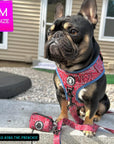 Dog Harness and Leash Set - French Bulldog wearing Bandana Boujee Dog Harness and Adjustable Leash and Poo Bag Holder in Red with Denim Accents - sitting outdoors on concrete with brown house in background  - Wag Trendz