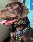 Dog Harness and Leash Set - Chocolate Lab wearing black and gray camo dog no pull harness with hi vis accents - sitting outdoors - Wag Trendz