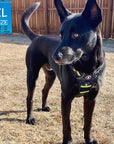 Dog Harness and Leash Set - German Shepherd mix wearing black and gray camo no pull harness with hi vis accents - standing outdoors looking to the side with brown fence in background - Wag Trendz