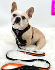 Dog Harness and Leash Set - French Bulldog wearing Black & Gray camo dog harness with Orange Accents and Matching Dog Leash attached - against solid white background - Wag Trendz