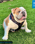 Dog Harness and Leash Set - English Bulldog wearing Black & Gray camo dog harness with Orange Accents - sitting outdoors in the grass - Wag Trendz