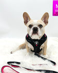 Dog Harness and Leash Set - French Bulldog wearing black & gray camo dog harness with Pink Accents and Matching Dog Leash attached - against solid white background - Wag Trendz