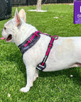 Dog Harness and Leash Set - French Bulldog wearing black & gray camo dog harness with Pink Accents and Matching Dog Leash and poop bag holder attached - outdoors standing in the grass - Wag Trendz