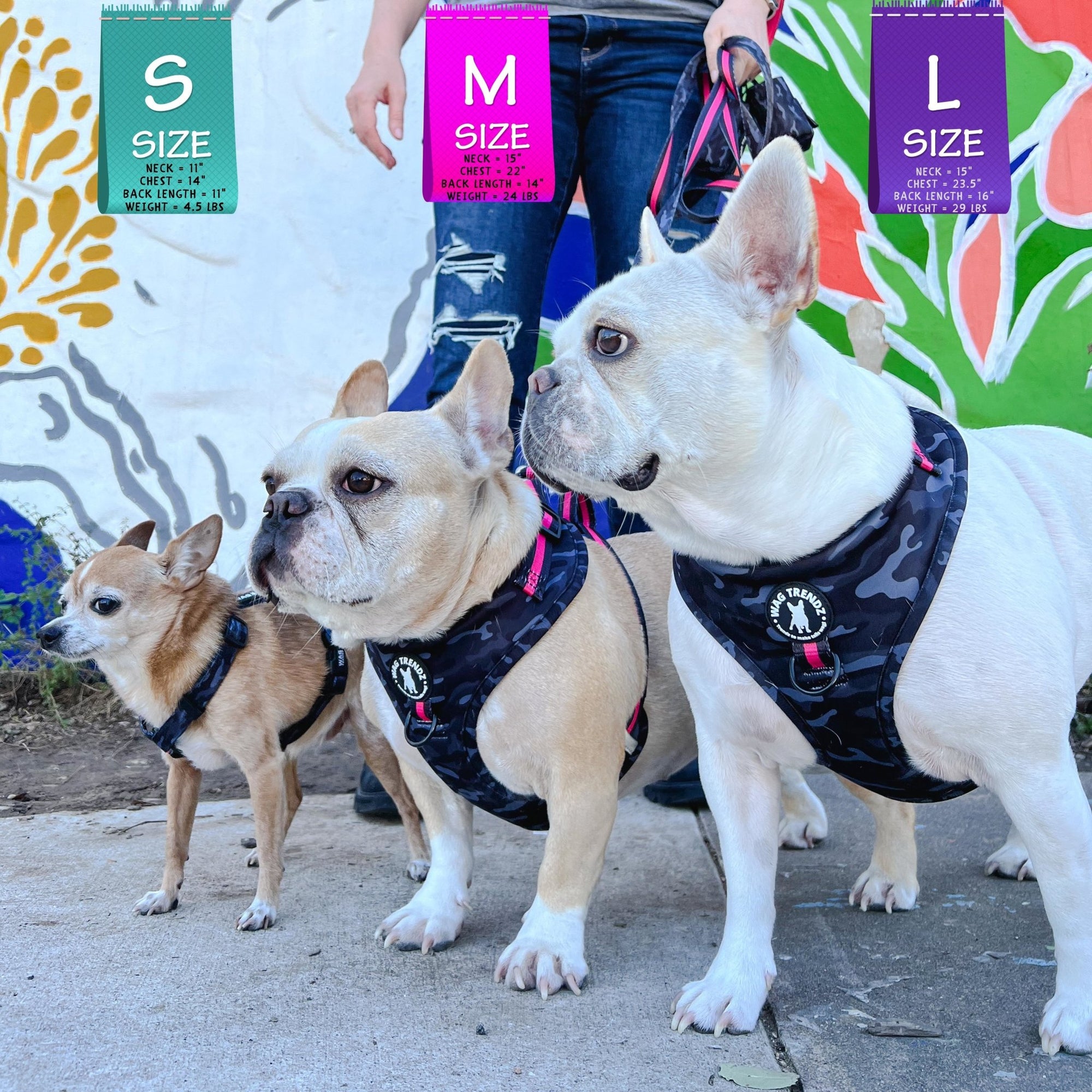 Dog Harness and Leash Set - three dogs, two Frenchies and a Chihuahua wearing black &amp; gray camo dog harness with Pink Accents and Matching Dog Leash -  standing outdoors in front of a colorful graffiti wall on a sunny day - Wag Trendz