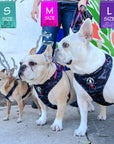 Dog Harness and Leash Set - three dogs, two Frenchies and a Chihuahua wearing black & gray camo dog harness with Pink Accents and Matching Dog Leash -  standing outdoors in front of a colorful graffiti wall on a sunny day - Wag Trendz