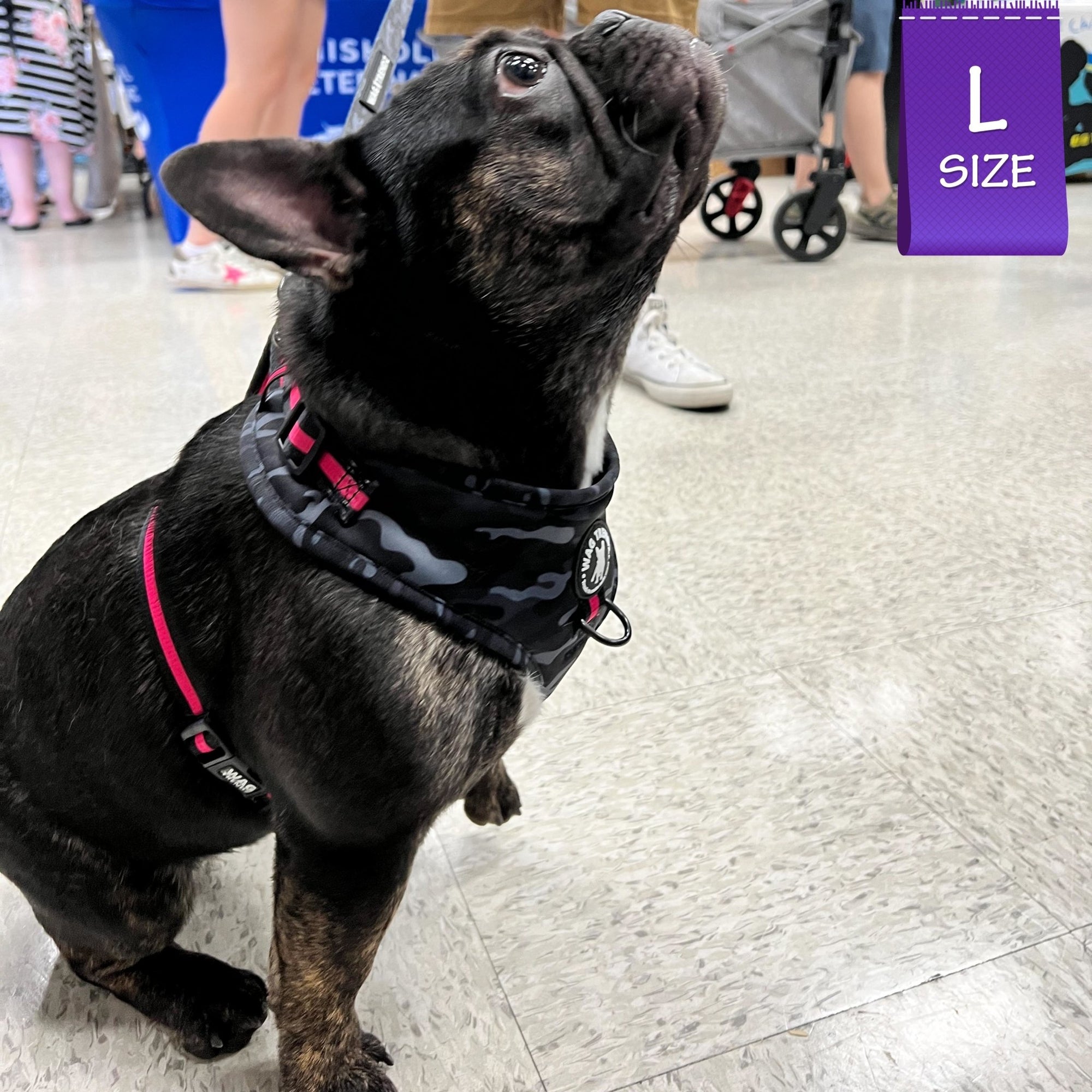 Dog Harness and Leash Set - French Bulldog wearing black &amp; gray camo dog harness with Pink Accents - begging indoors - Wag Trendz