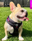 Dog Harness and Leash Set - French Bulldog wearing black & gray camo dog harness with Pink Accents and Matching Dog Leash and poop bag holder attached - outdoors sitting and panting in the grass - Wag Trendz