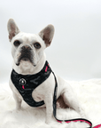 Dog Harness and Leash Set worn by cute white Frenchie Bulldog wearing harness in black & gray camo with hot pink accents and matching leash with a solid white background - Wag Trendz