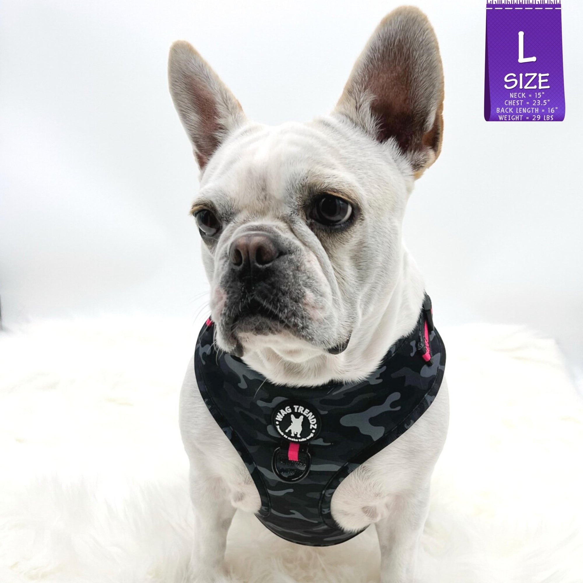 Dog Harness and Leash Set - French Bulldog wearing black &amp; gray camo dog harness with Pink Accents - against solid white background - Wag Trendz