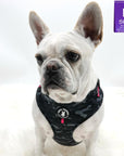 Dog Harness and Leash Set - French Bulldog wearing black & gray camo dog harness with Pink Accents - against solid white background - Wag Trendz