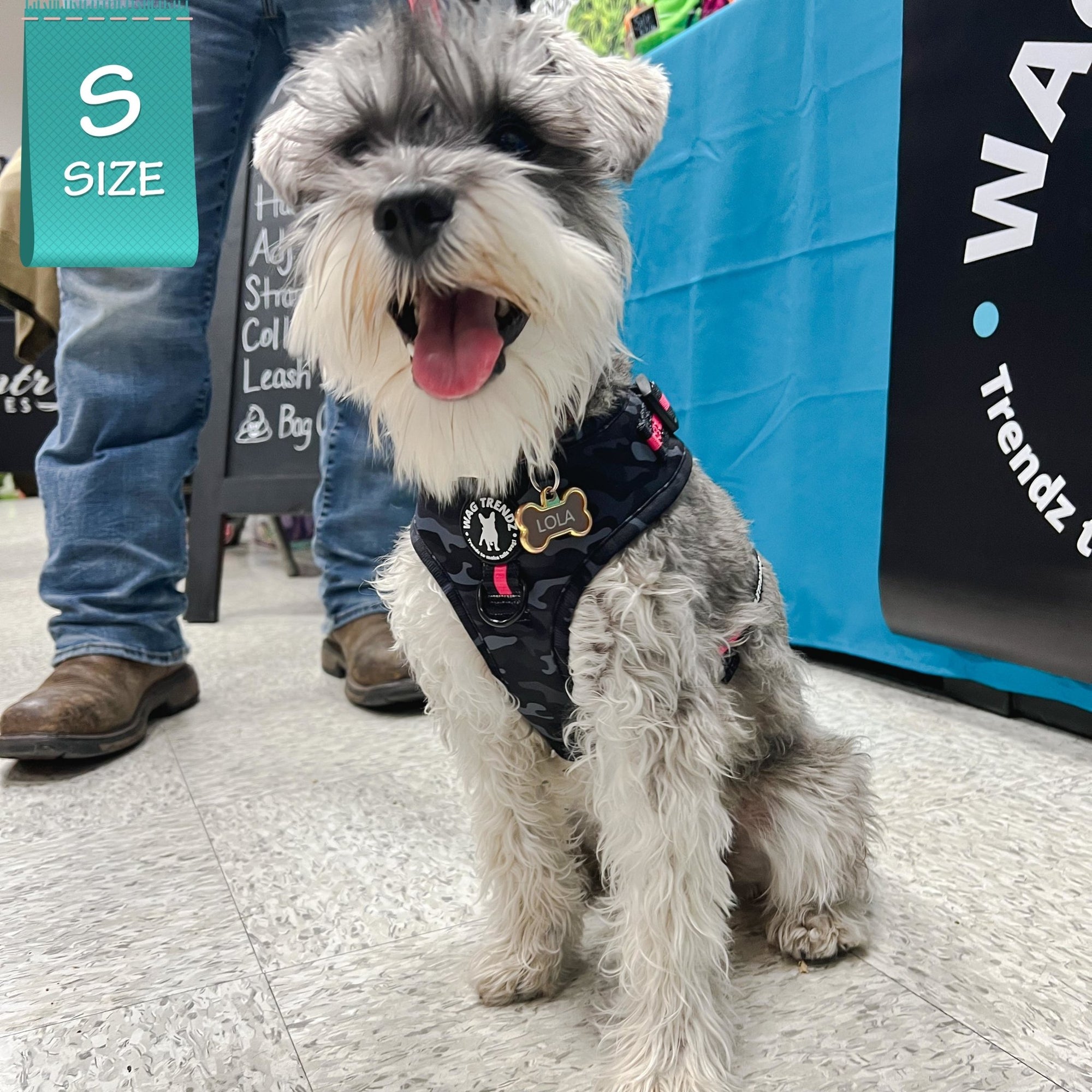 Dog Harness and Leash Set - Schnauzer wearing black &amp; gray camo dog harness with Pink Accents - sitting indoors - Wag Trendz