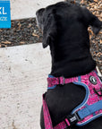 Dog Harness and Leash Set - Labradoodle wearing Bandana Boujee Dog Harness and Leash in Hot Pink with Denim Accents - standing outdoors on a sidewalk - Wag Trendz